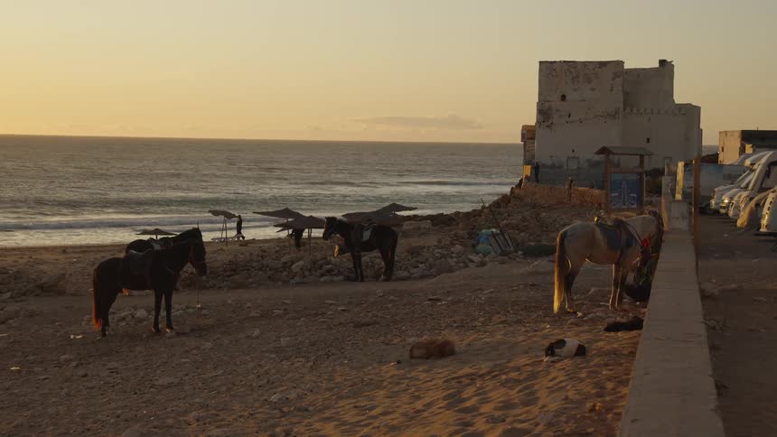 Horses people and dogs gather on a sandy beach beside the ocean and a coastal fort with vans nearby under a golden sunset sky