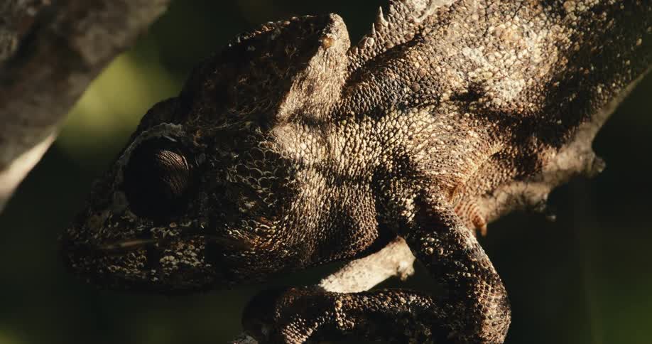 Closeup of a brown chameleon resting on a tree branch during the day