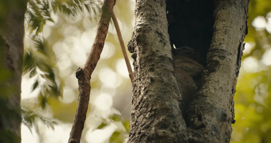 A wombat sleeps inside of the hole of a tree in an area scattered with vegetation