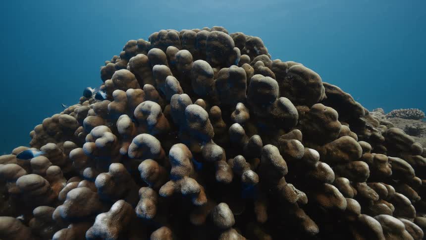 A clip of you an underwater features