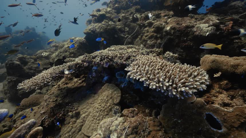 A vibrant underwater scene showcasing a coral reef teeming with colorful fish and marine life