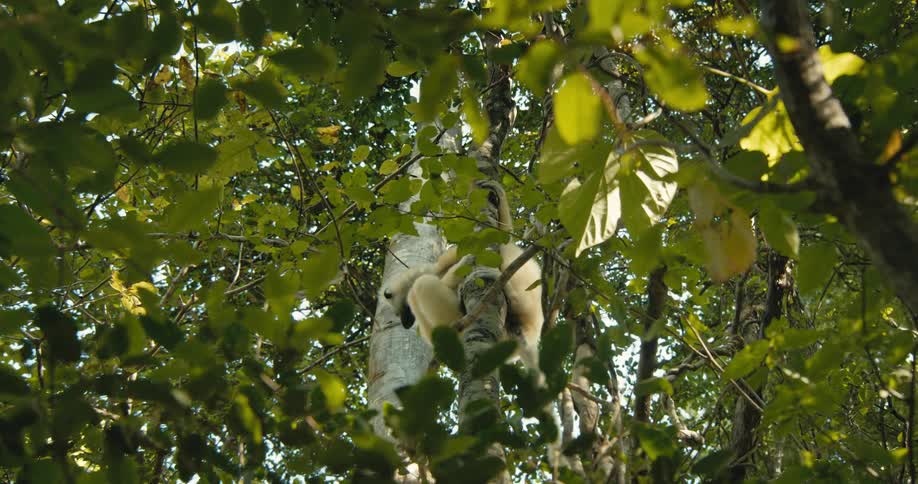A lightcolored sifaka lemur climbs a tree trunk amidst green leaves then leaps upwards and out of view into the dense canopy