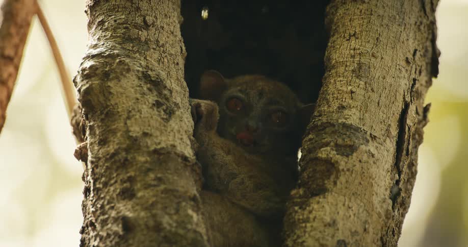 Lemur sheltering in the hollow of a tree during the day grooms itself