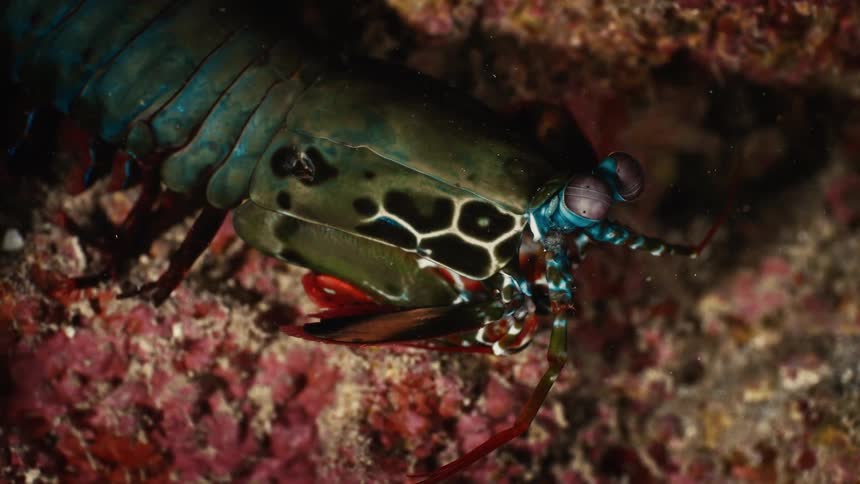 Mantis shrimp hiding in a reef in the ocean