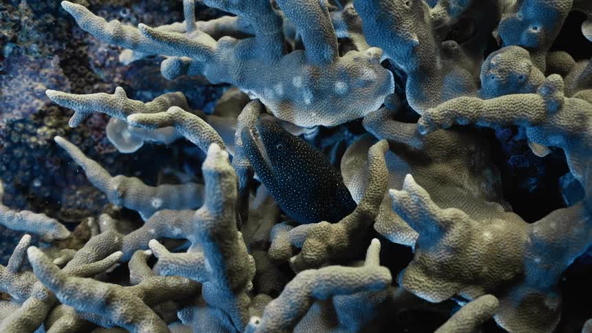 Fish in a coral