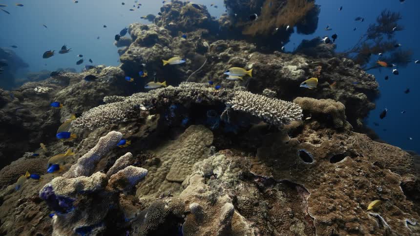 A vibrant coral reef teems with small colorful fish in clear blue ocean water captured from an underwater perspective