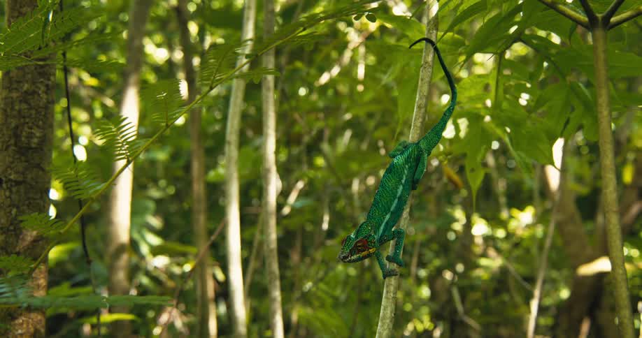 A green lizard sits on a plant stem upside down in daytime