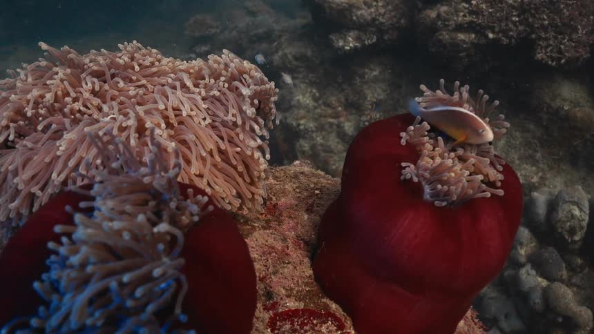 A clownfish swims near vibrant red sea anemones underwater nestled among coral and marine life