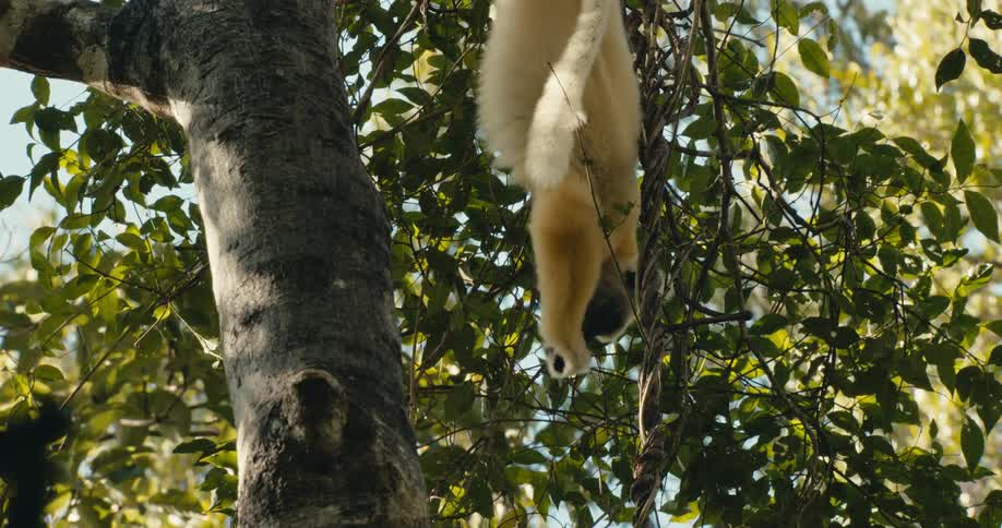 A white gibbon is hanging upside down from a tree branch in a lush forest canopy