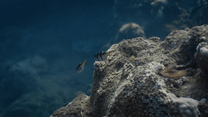 Fish swim near coral reefs in a marine environment