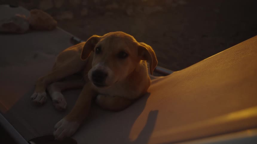 A small dog gently sniffs a persons hand in warm golden hour lighting conveying a quiet tender moment