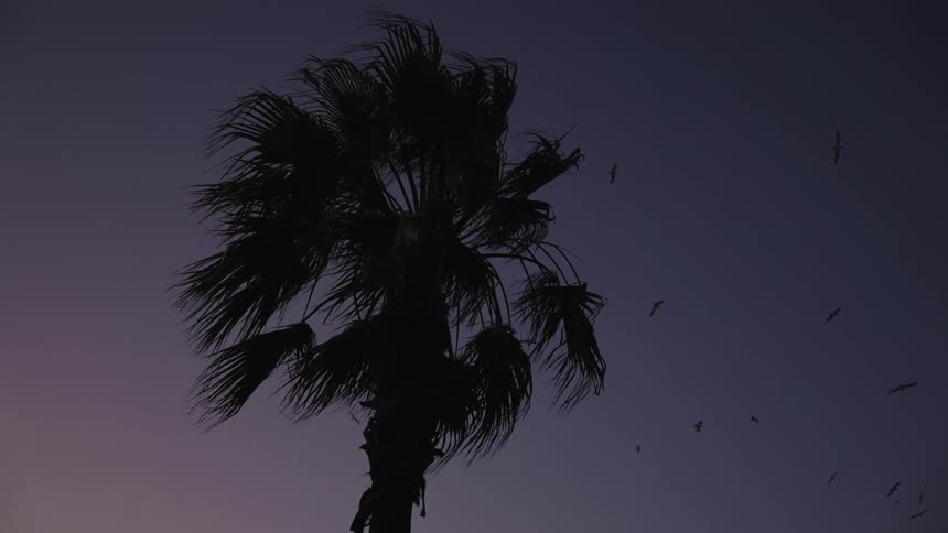Seagulls fly around a palm tree moving in the wind as a storm rolls in