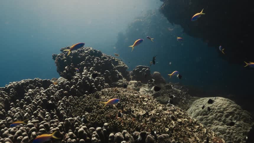 The small fish swim close to the coral reef