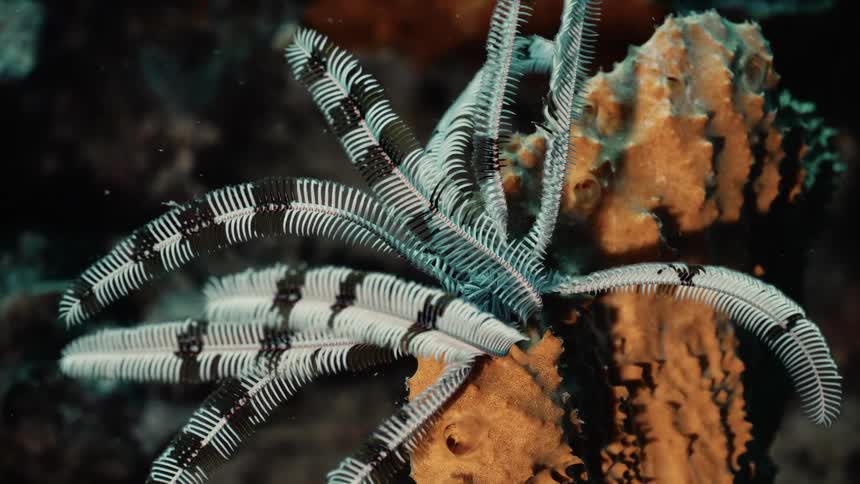 A feather star clings to coral underwater spreading its striped feathery arms