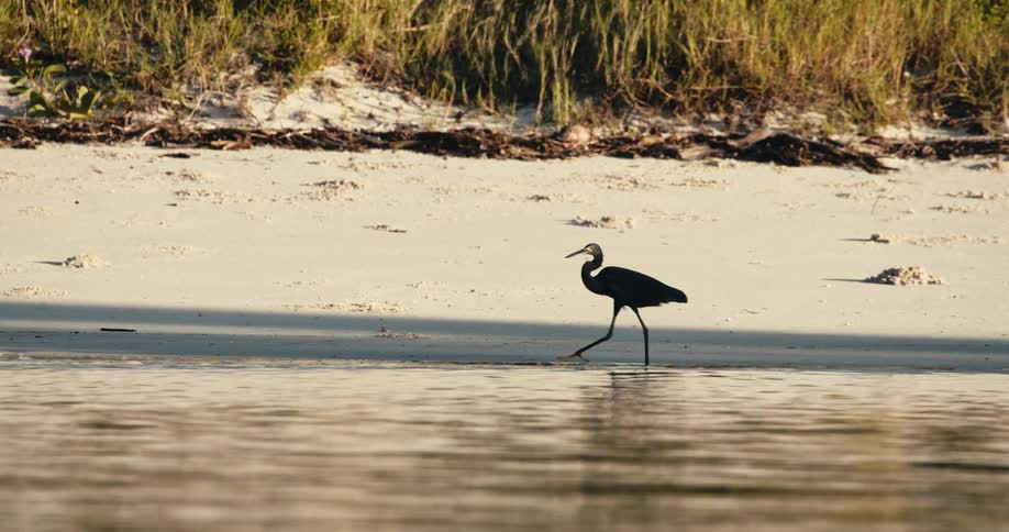 The bird walks in the water on the beach