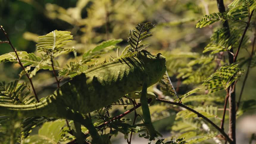 Chameleon walking across a tree branch