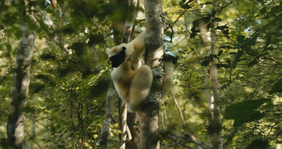 A white handed gibbon clings to a tree trunk in a dense sunlit forest surrounded by lush green foliage