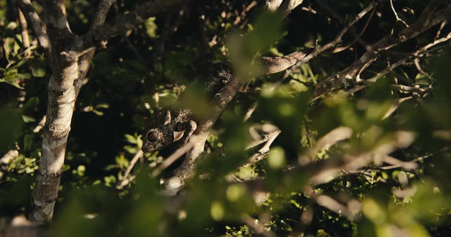 A chameleon is camouflaged among tree branches in a sunlit forested area blending in with its natural surroundings