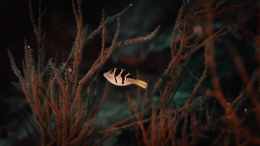 A small fish swims by the coral