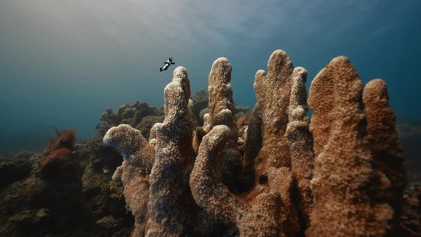 A small black and white fish possibly a type of clownfish swims above a formation of fingerlike coral on the ocean floor with sunlight visible from above