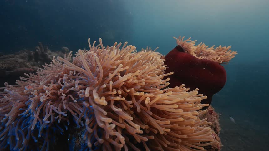 A close up underwater view shows a sea anemone swaying as two blue fish peek out from its tentacles