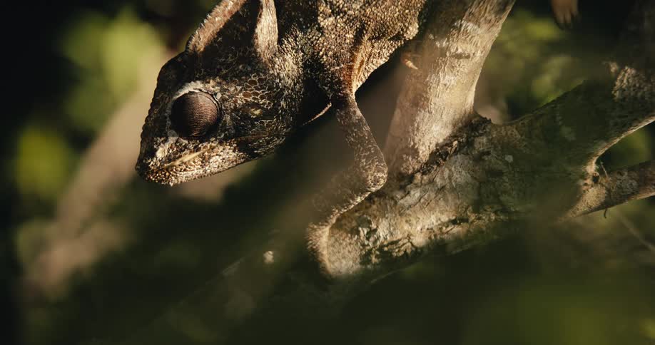 A chameleon stands still and looks around in a tree surrounded by other plant life
