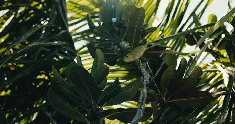 A green chameleon perches on a branch amidst lush leaves with sunlight filtering through and creating a lens flare