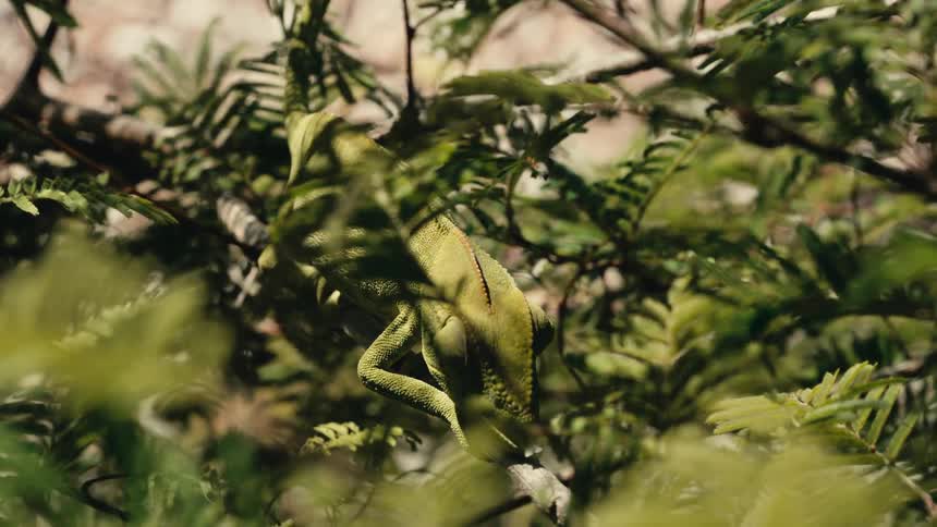 A green chameleon rests on a tree branch in daytime