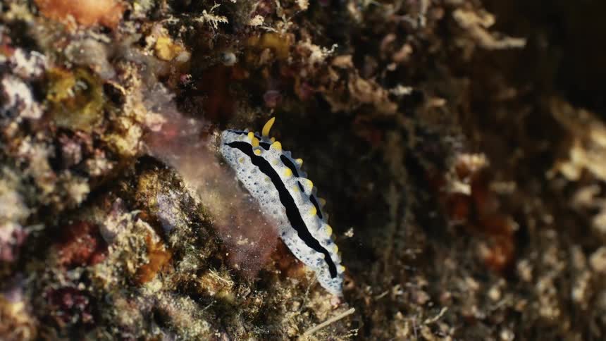 Marine animal hidden among the corals of a reef