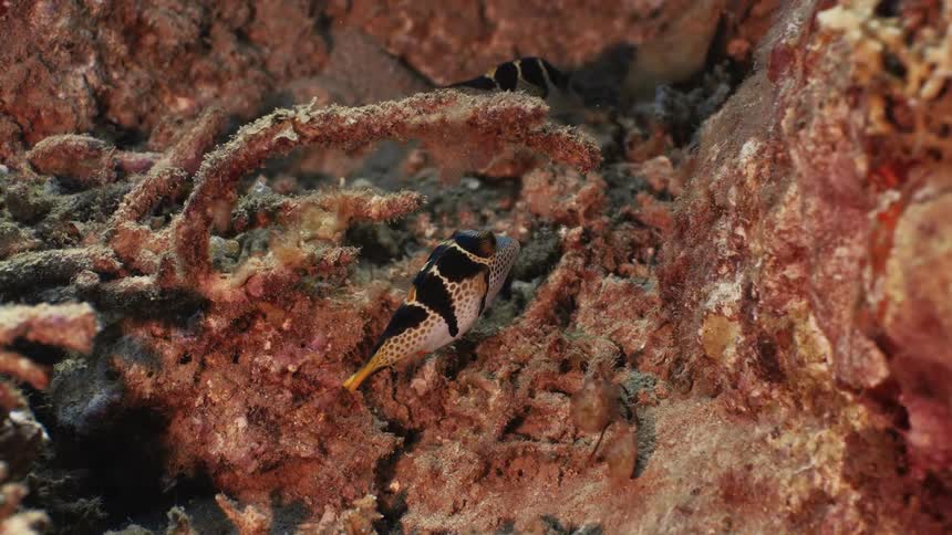 Two longnosed fish are swimming near a coralencrusted structure on the ocean floor