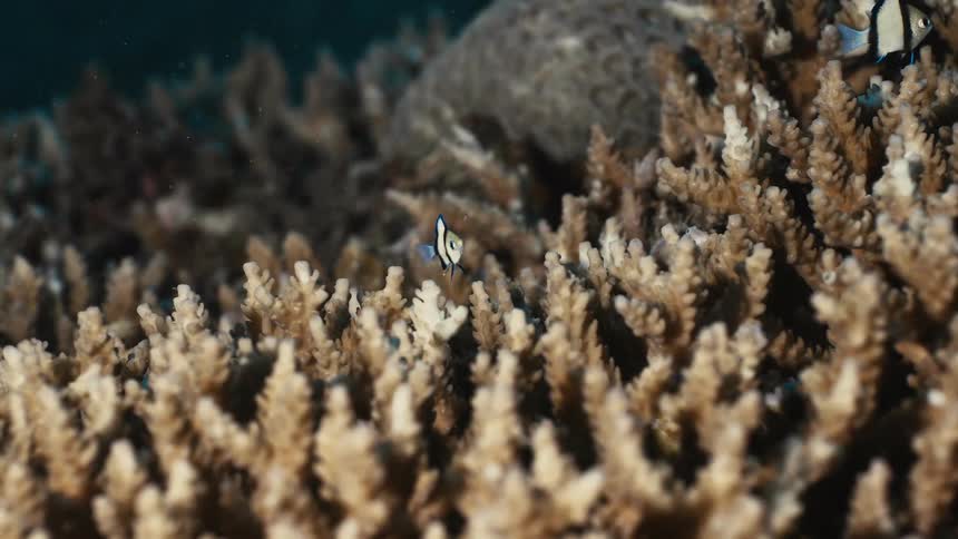 Fish swim along the reef