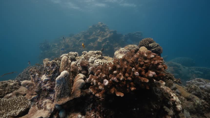 The fish swim around the coral reef underwater