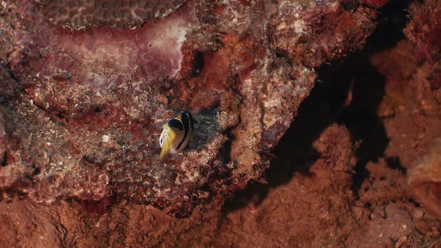 Two small brightly patterned fish swim close to a coral reef wall in an underwater scene