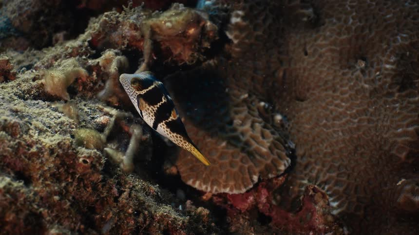 Fish swimming in a coral
