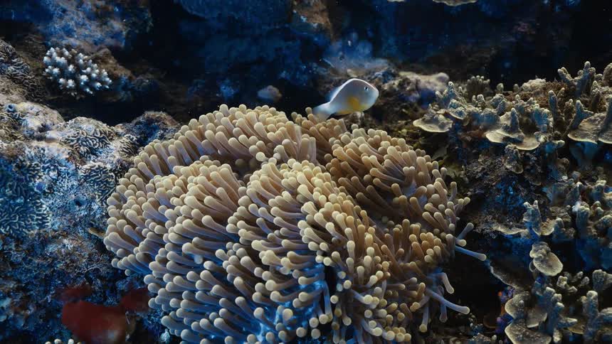 Fish swimming among corals