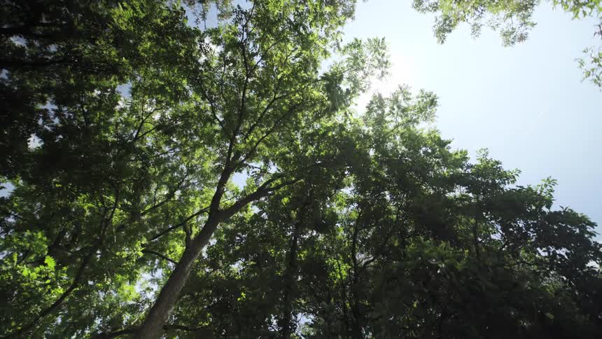 Sunlight shines brightly over trees in the forest