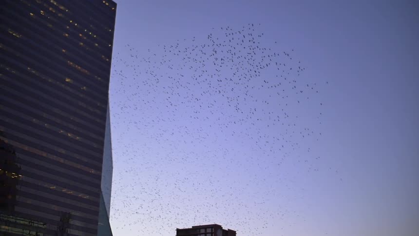 A large flock of birds flying over buildings