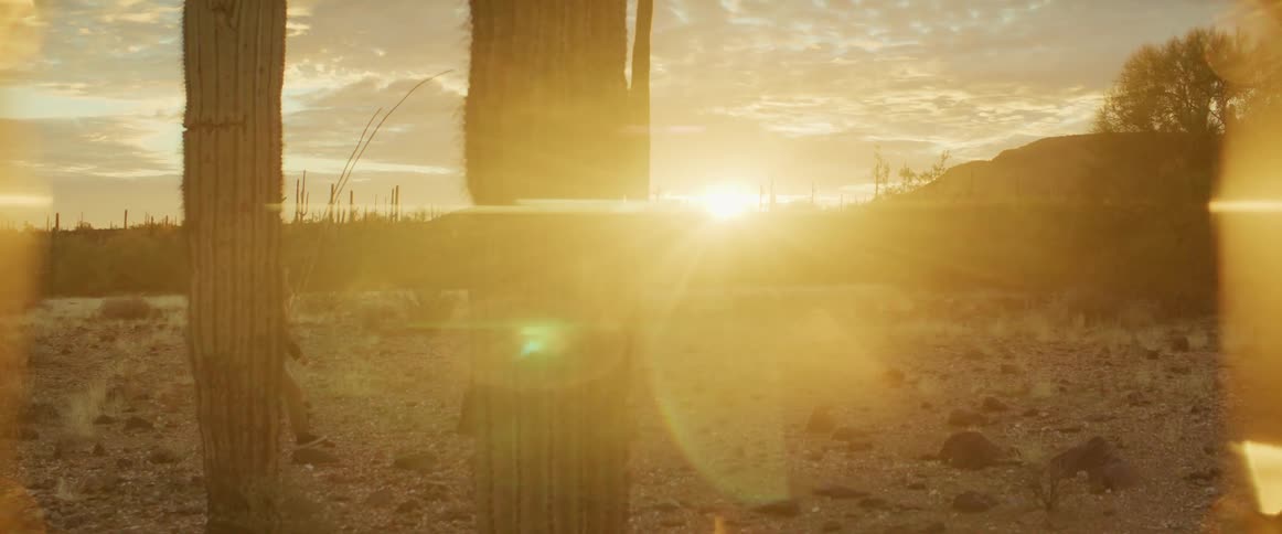 A group of children walk through a desert at sunset surrounded by towering cacti each carrying long branches raised and swaying in the evening light