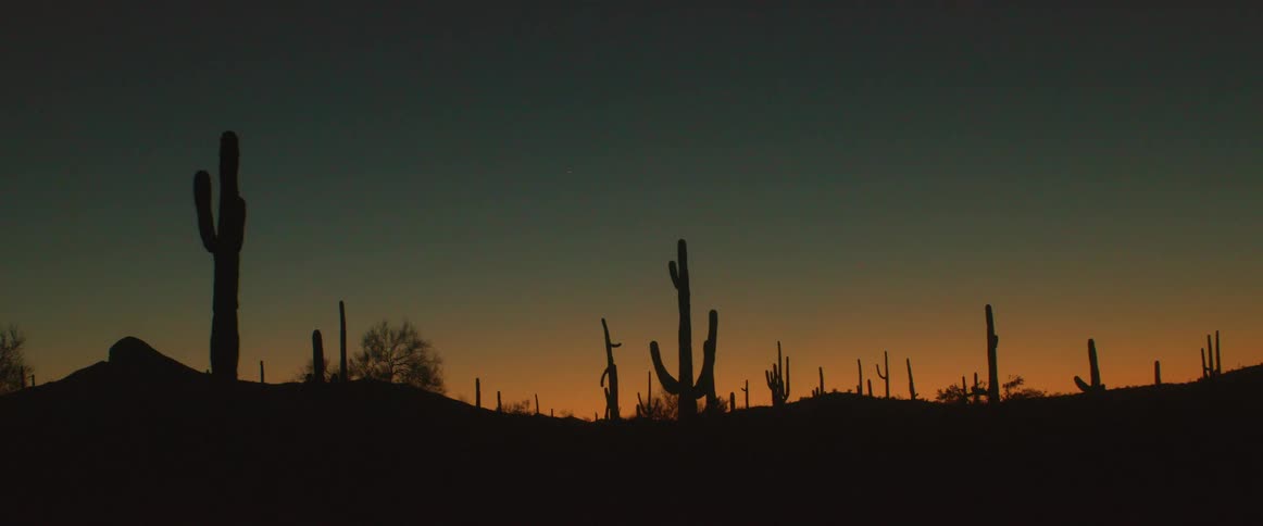 Silhouette of joshua trees in the afterglow on the horizon in the desert