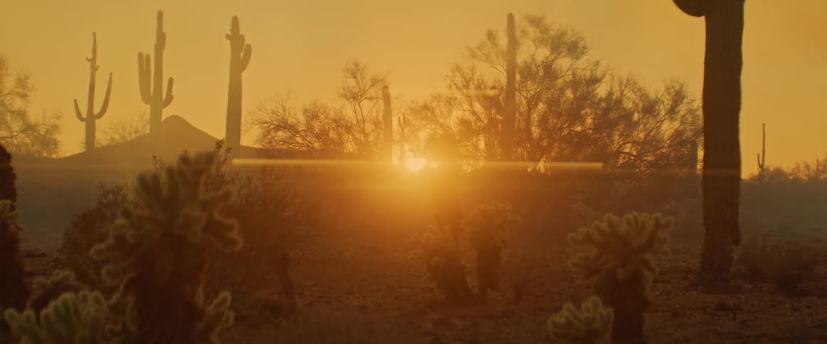 Golden sunlight bathes a desert landscape filled with tall cacti and sparse vegetation during sunset