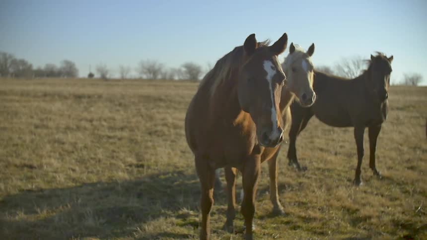 Horses standing in a field begin to move