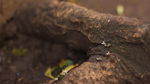 Ants are carrying flowers and leaves over a branch