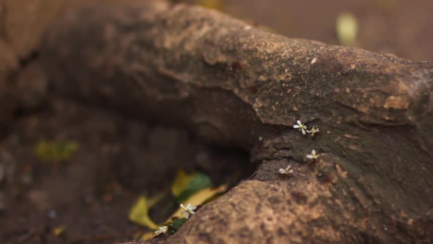 Ants are carrying flowers and leaves over a branch