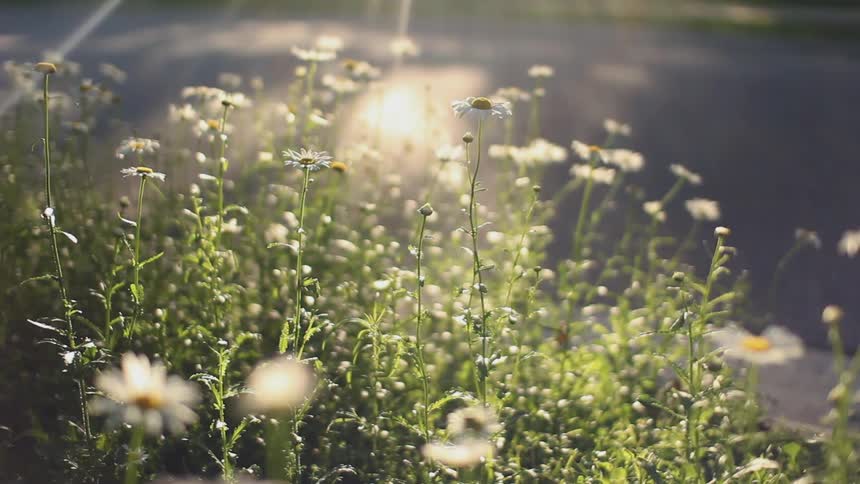 Flowers grow next to a body of water
