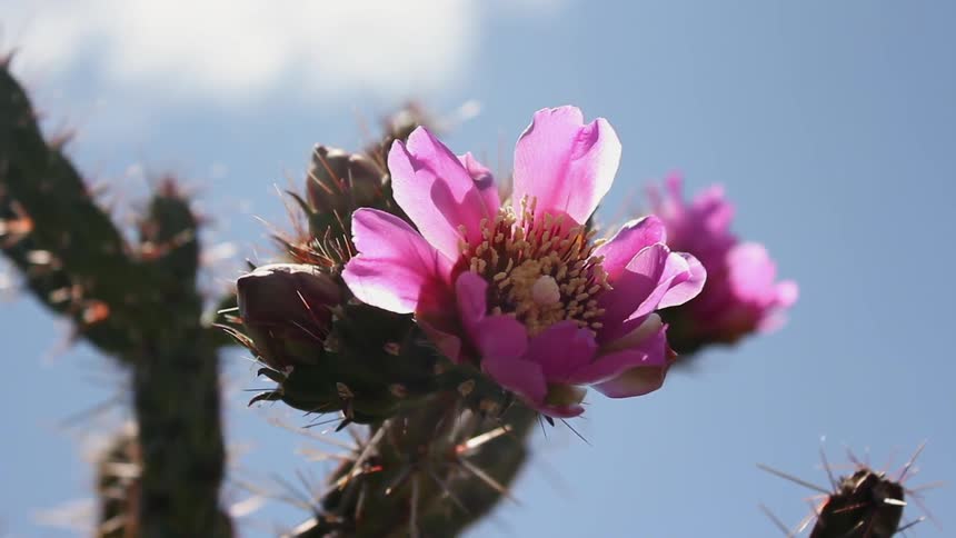 A cactus flower sways in the wind