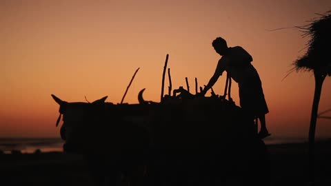 A man grabbing logs or sticks from something at sunset