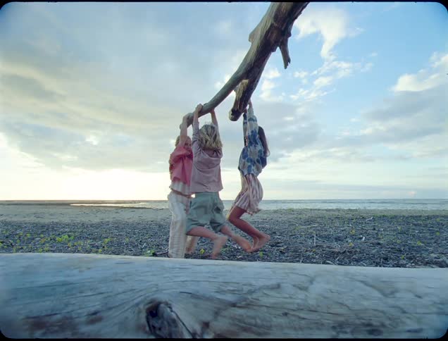 Three children hang from a large weathered tree branch suspended over a rocky beach near the ocean at dusk