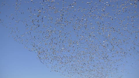 The clear blue sky is full of a flock of birds