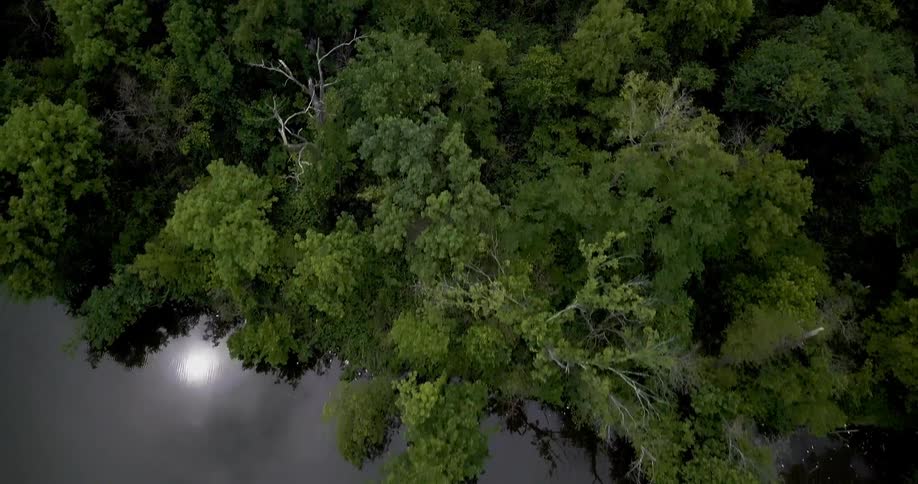 A forest of trees and the sun are reflected in a waterway