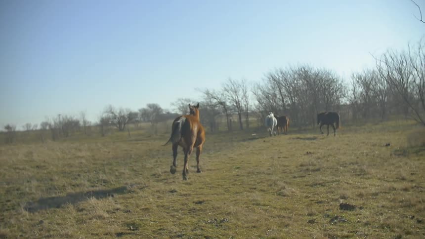 Wild horse gallops through a field to other horses